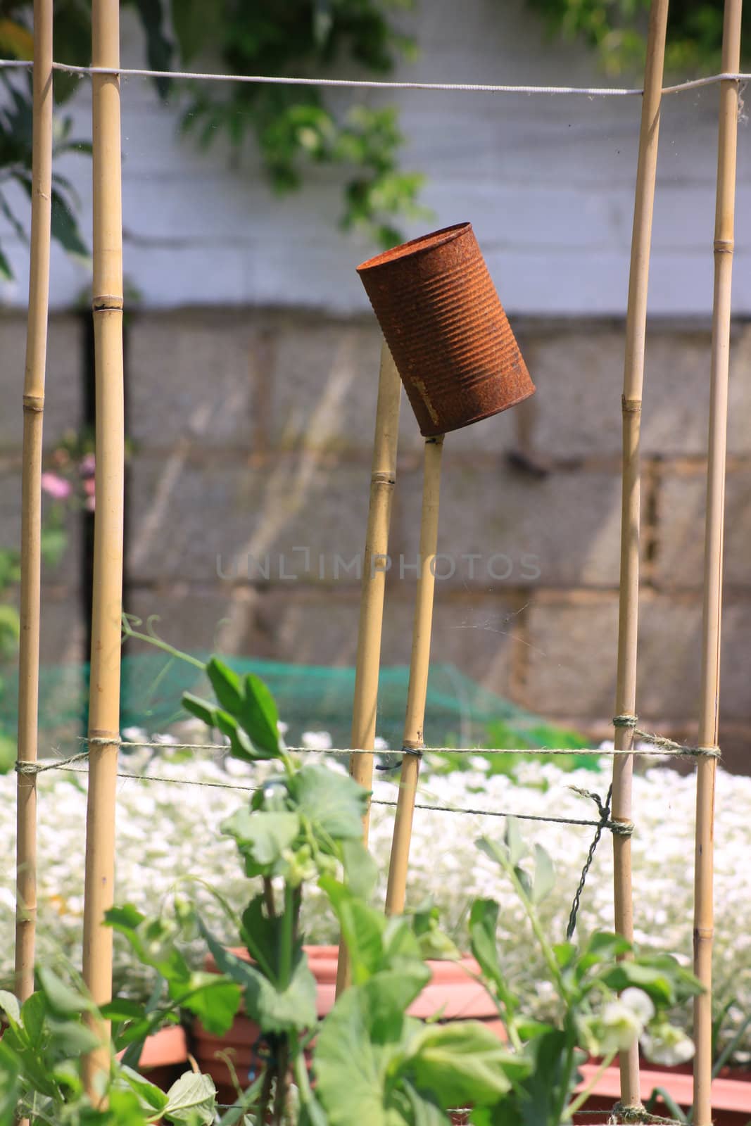 A rusty can set on top of some bamboo poles, used as a bird scarer amongst organically growing broad beans. Set in a small city garden vegetable plot.