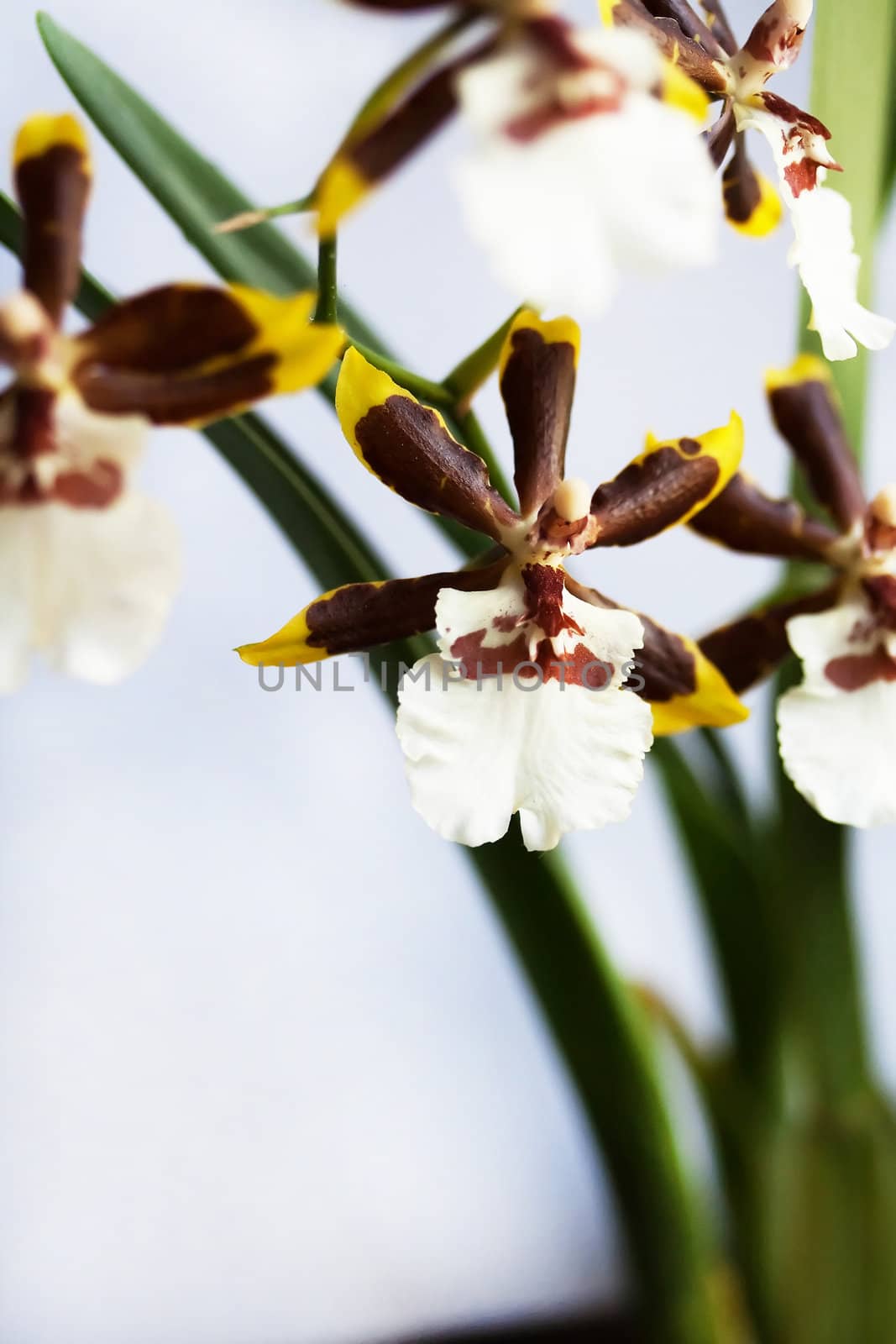 Oncidium Colmanara orchid Jungle Monarch