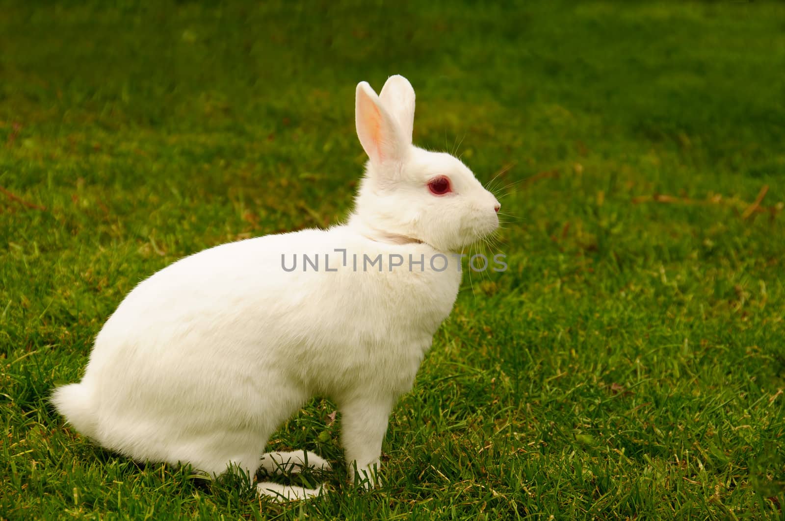 A white rabbit in profile