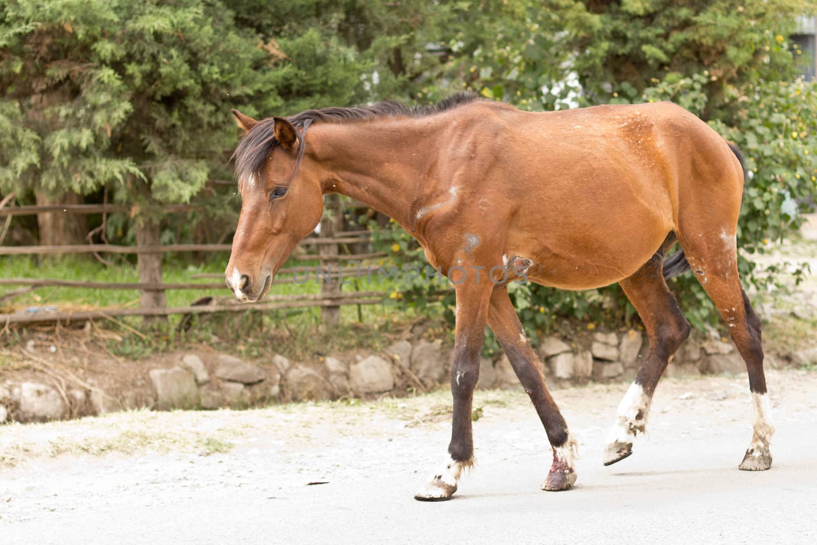 A tired and wounded horse walking aimlessly