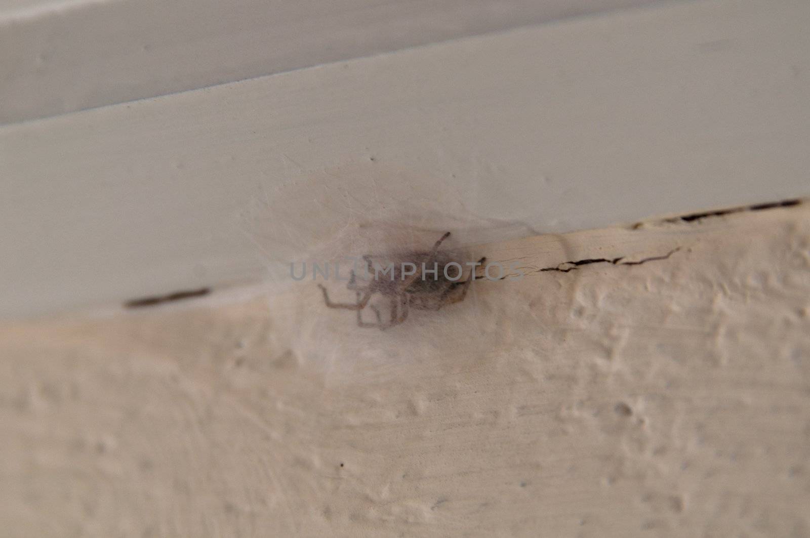 spider with egg cocoon at wooden beam over concrete wall