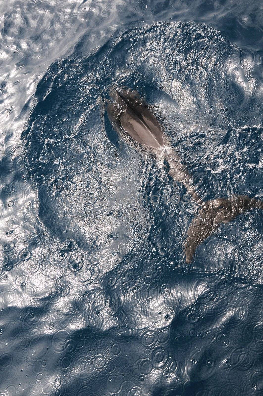 Tail of swimming dolphin with splashes in dark key