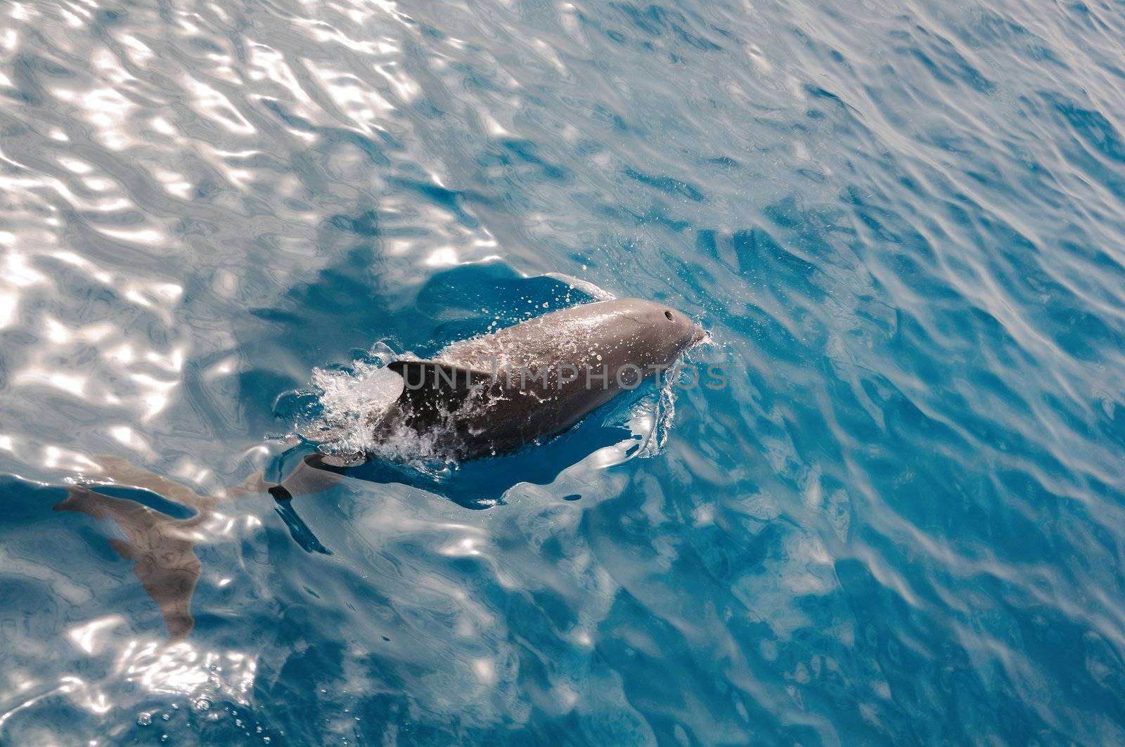 Swimming dolphin with splashes in blue clean water