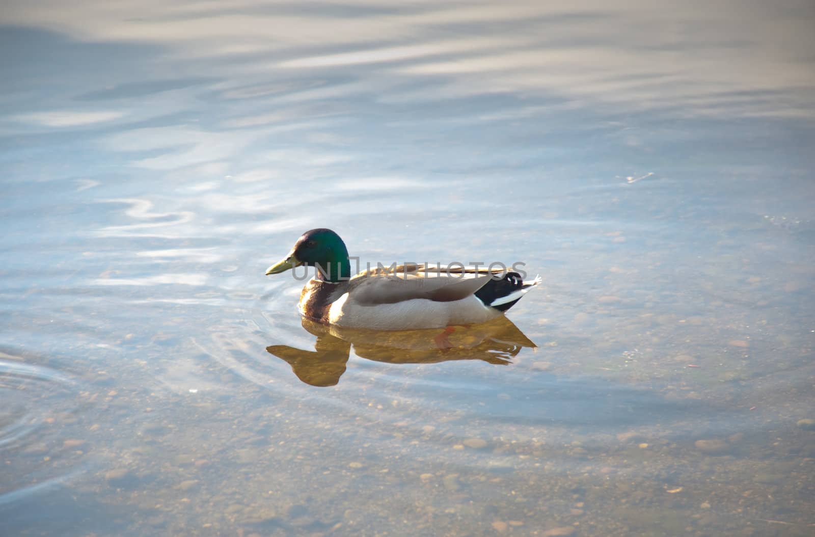 Duck floating in a pond