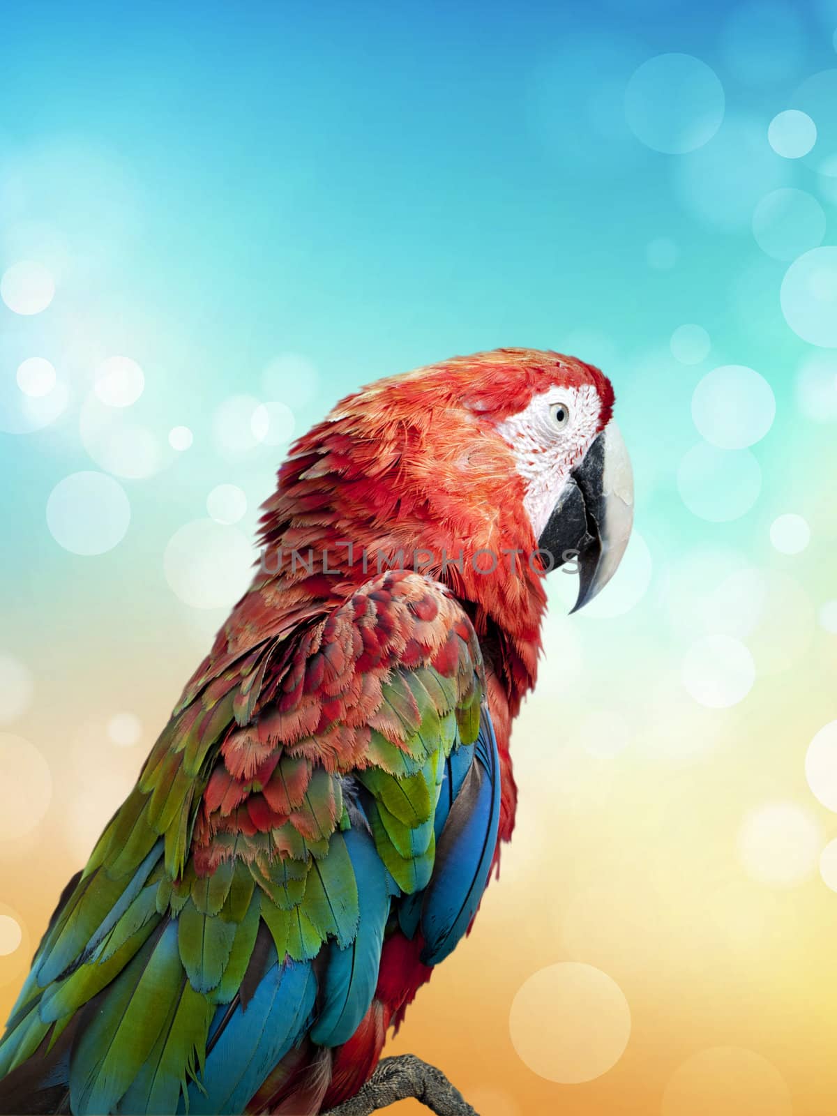 colorful parrot over bright summer background
