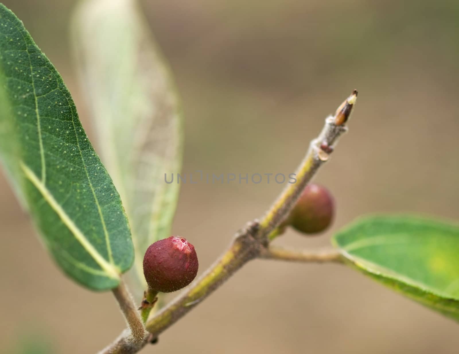 Ficus opposita Australian native plant flora sandpaper fig fruit and leaves bushtucker