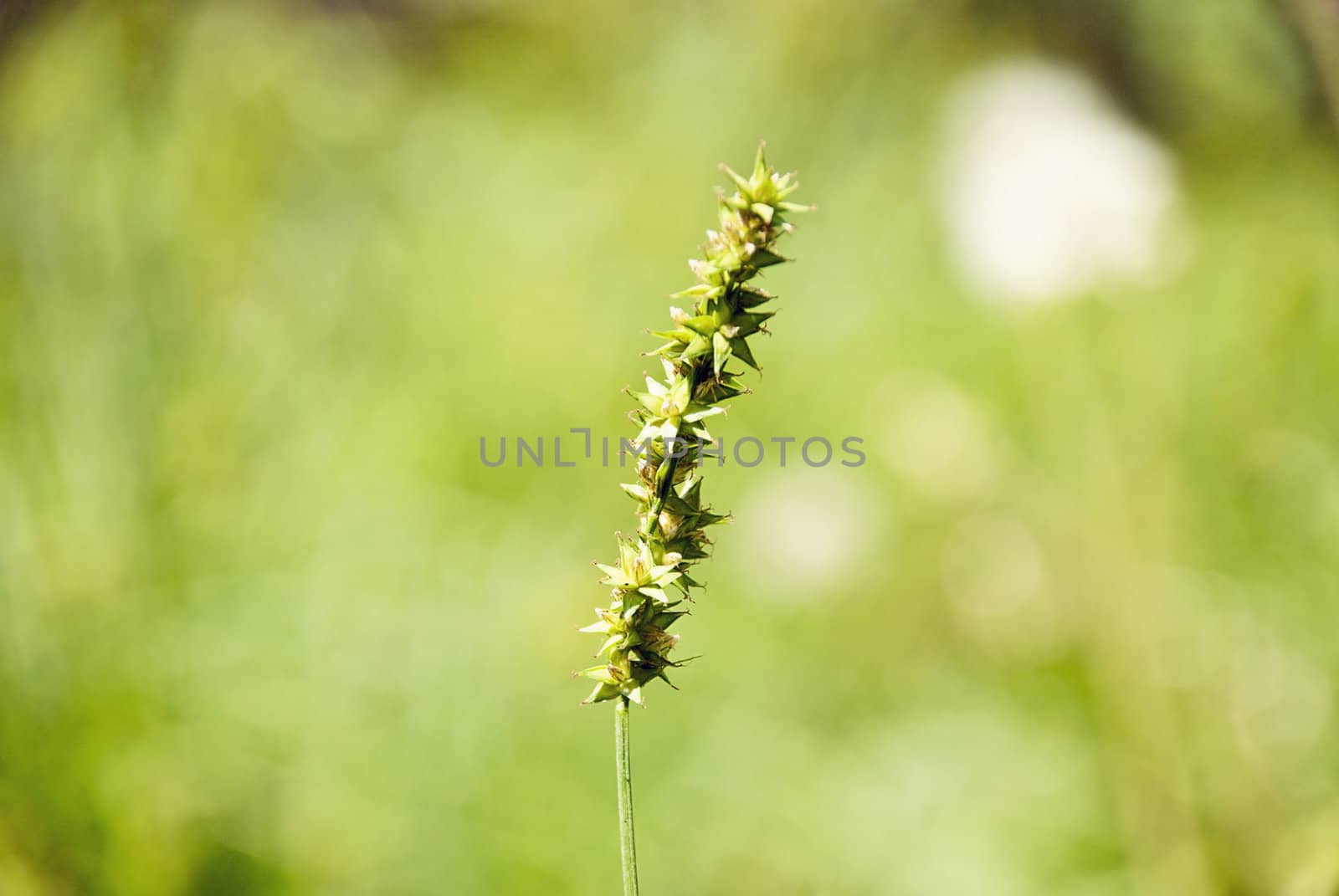 One green plant on a soft green background.