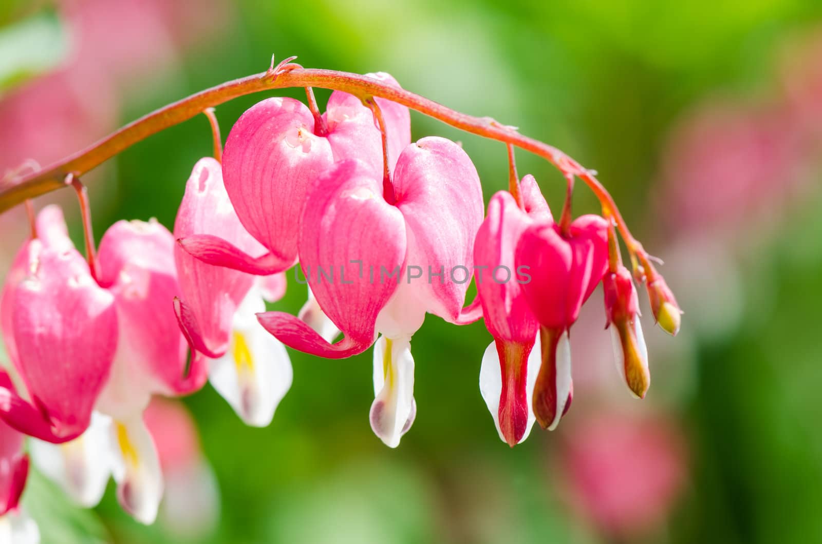 Beautiful flowers heart Dicentra spectabilis