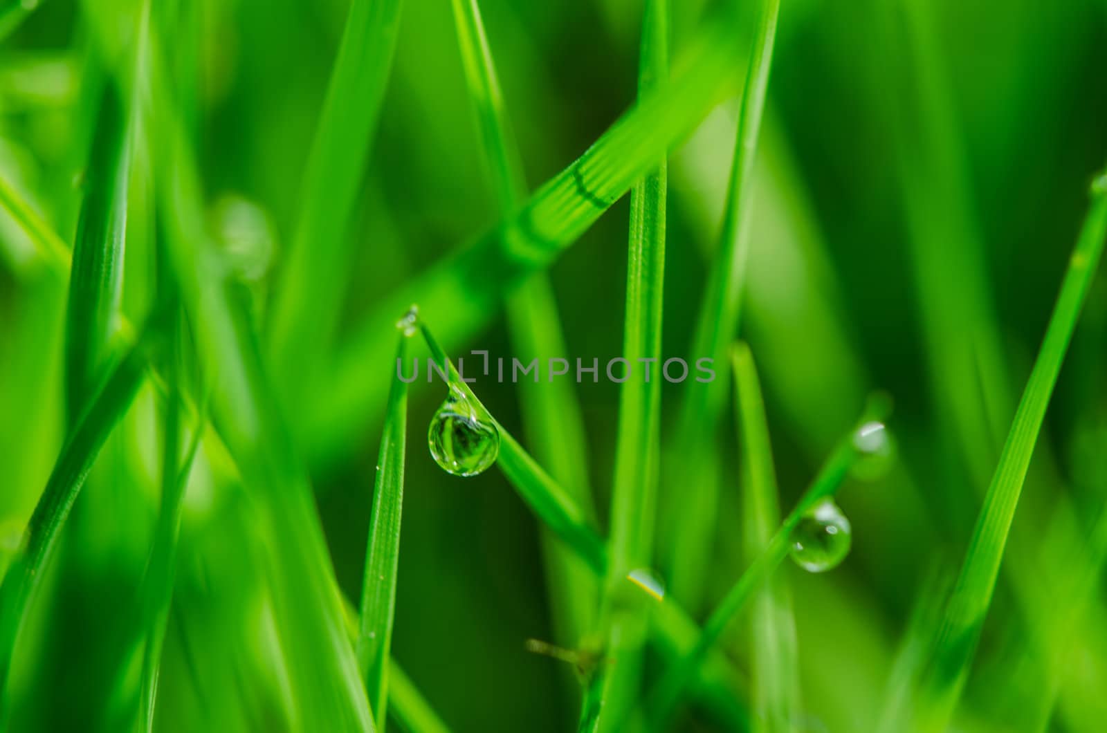 Green grass with dew drops close up