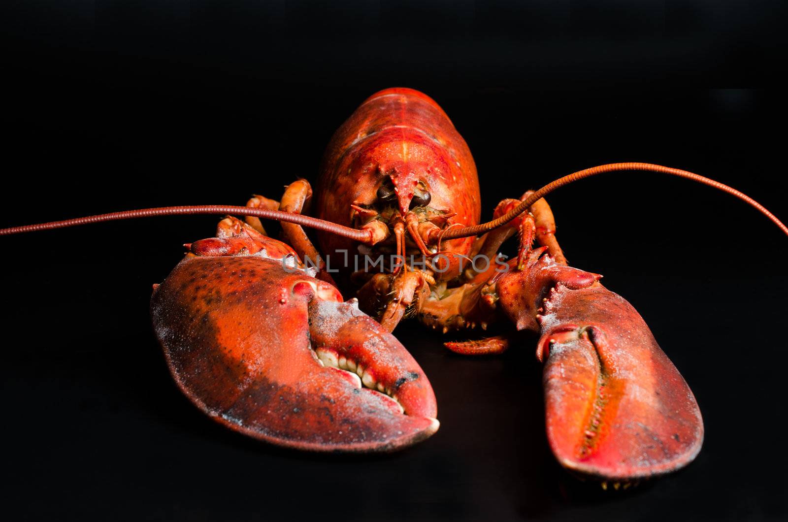 Lobster on black background