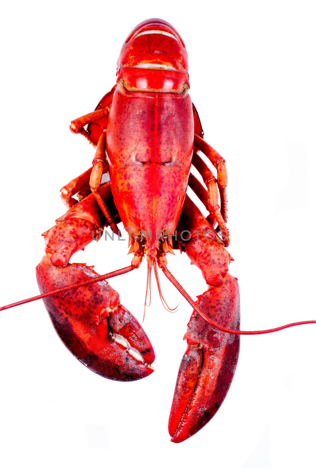 Lobster on white background by Nanisimova