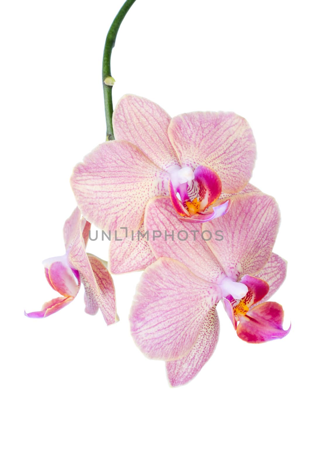 Pink orchid on white background isolated