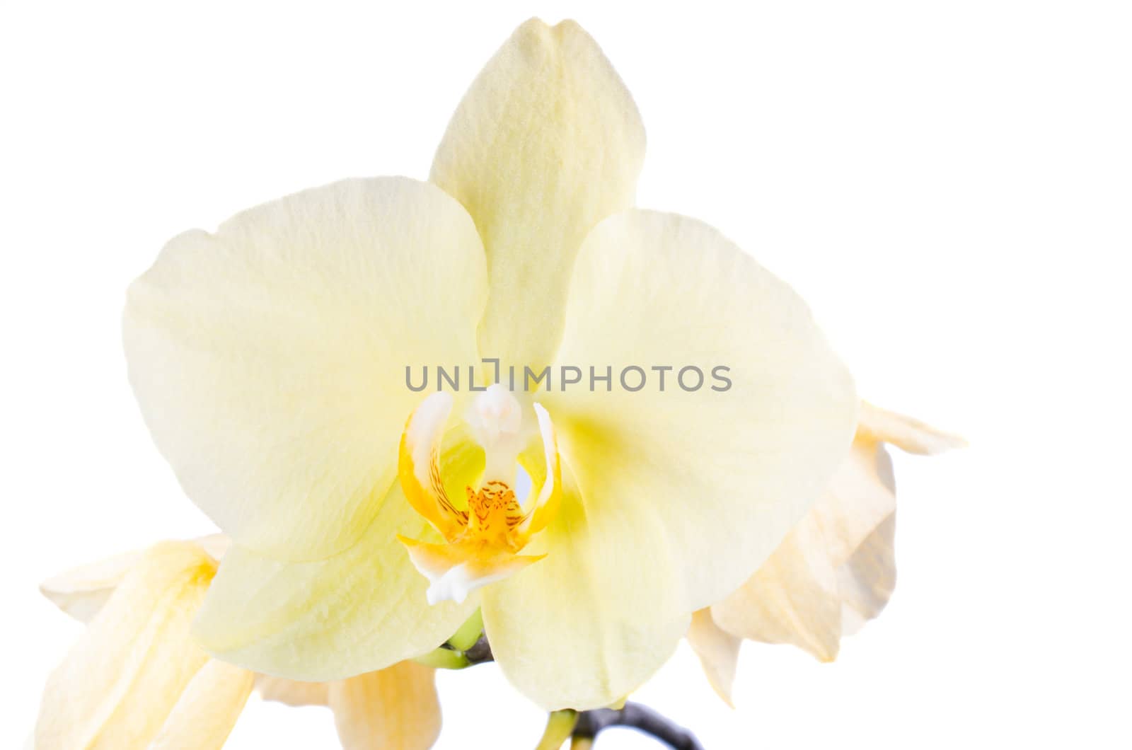 Yellow orchid on white background isolated