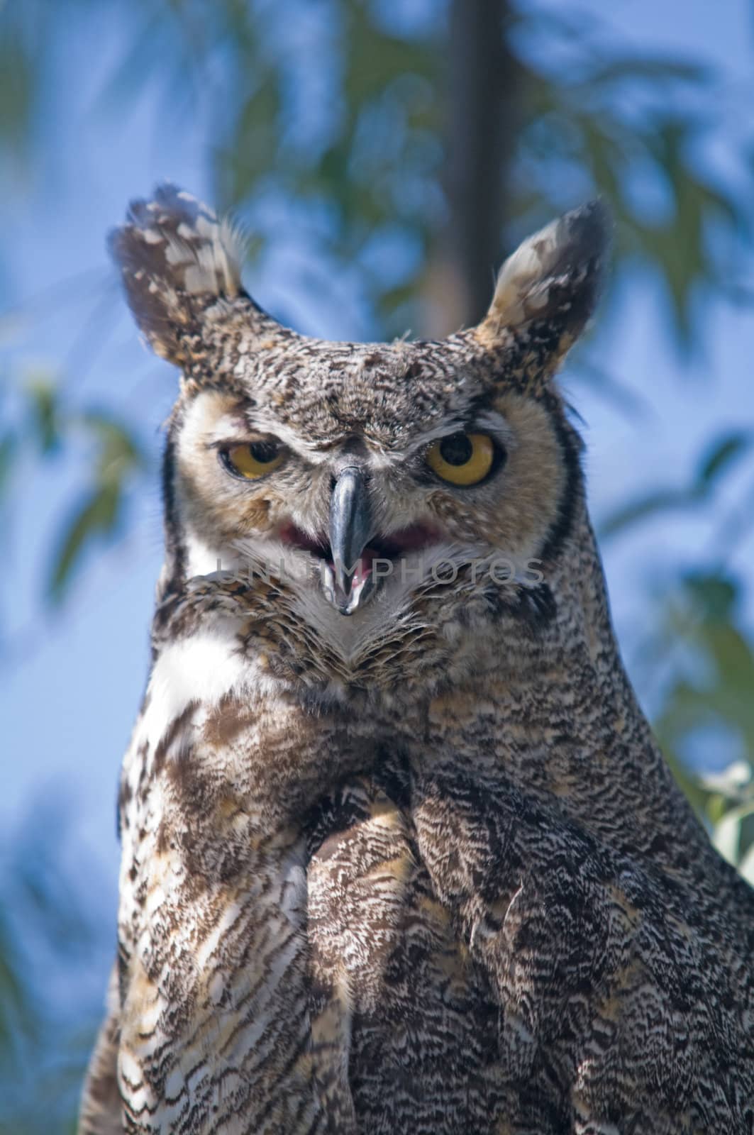 A Portrait of a horned owl sitting in a tree