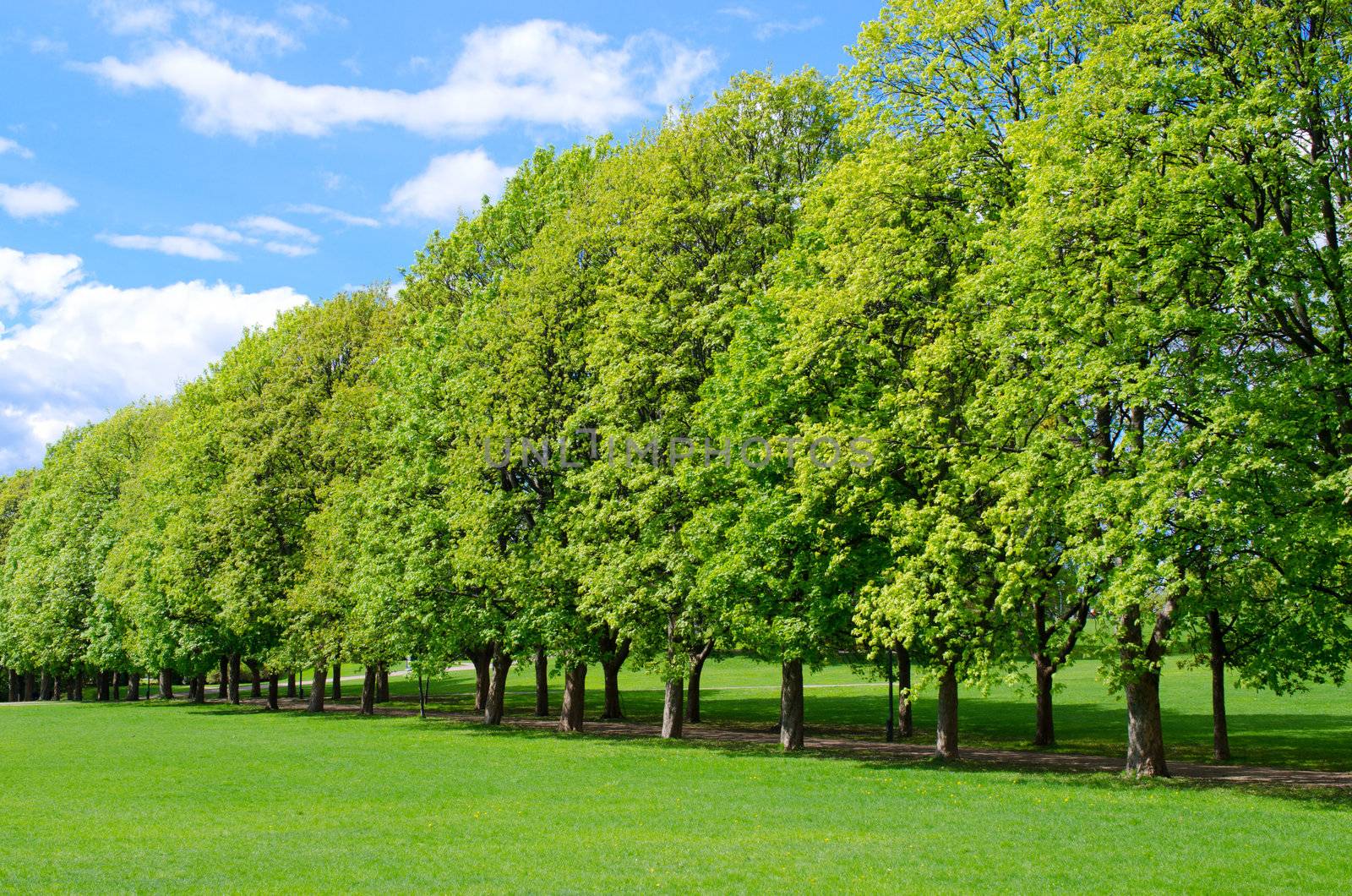 Tree line in the popular Vigeland park in Oslo, Norway