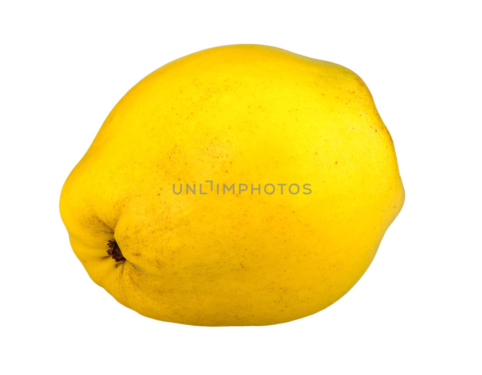 ripe quince isolated on a white background