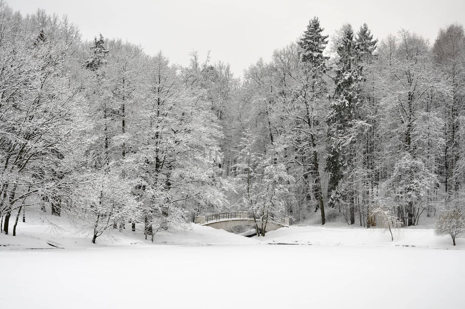 winter forest on the background of a frozen lake