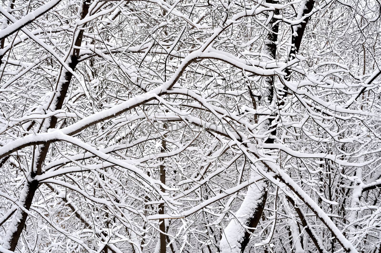 trees in the snow