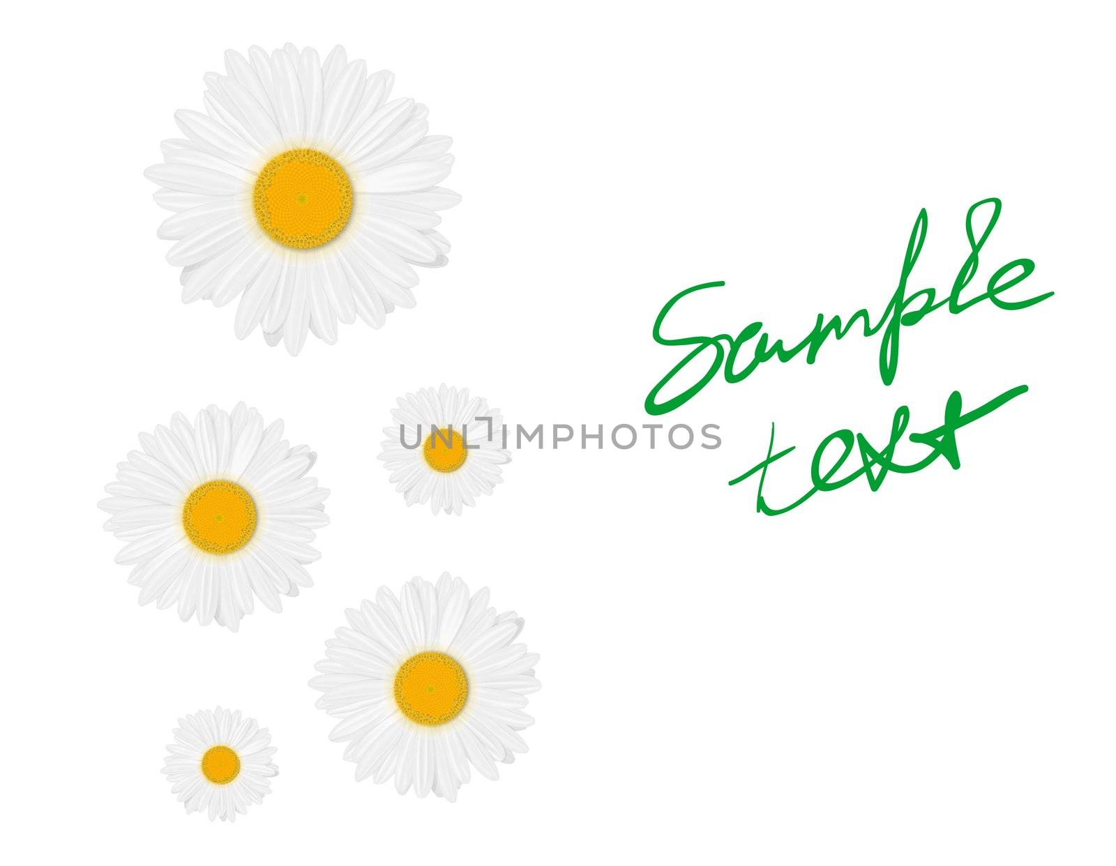 Isolated realistic daisy (chamomile) flower on a white background. Vector illustration