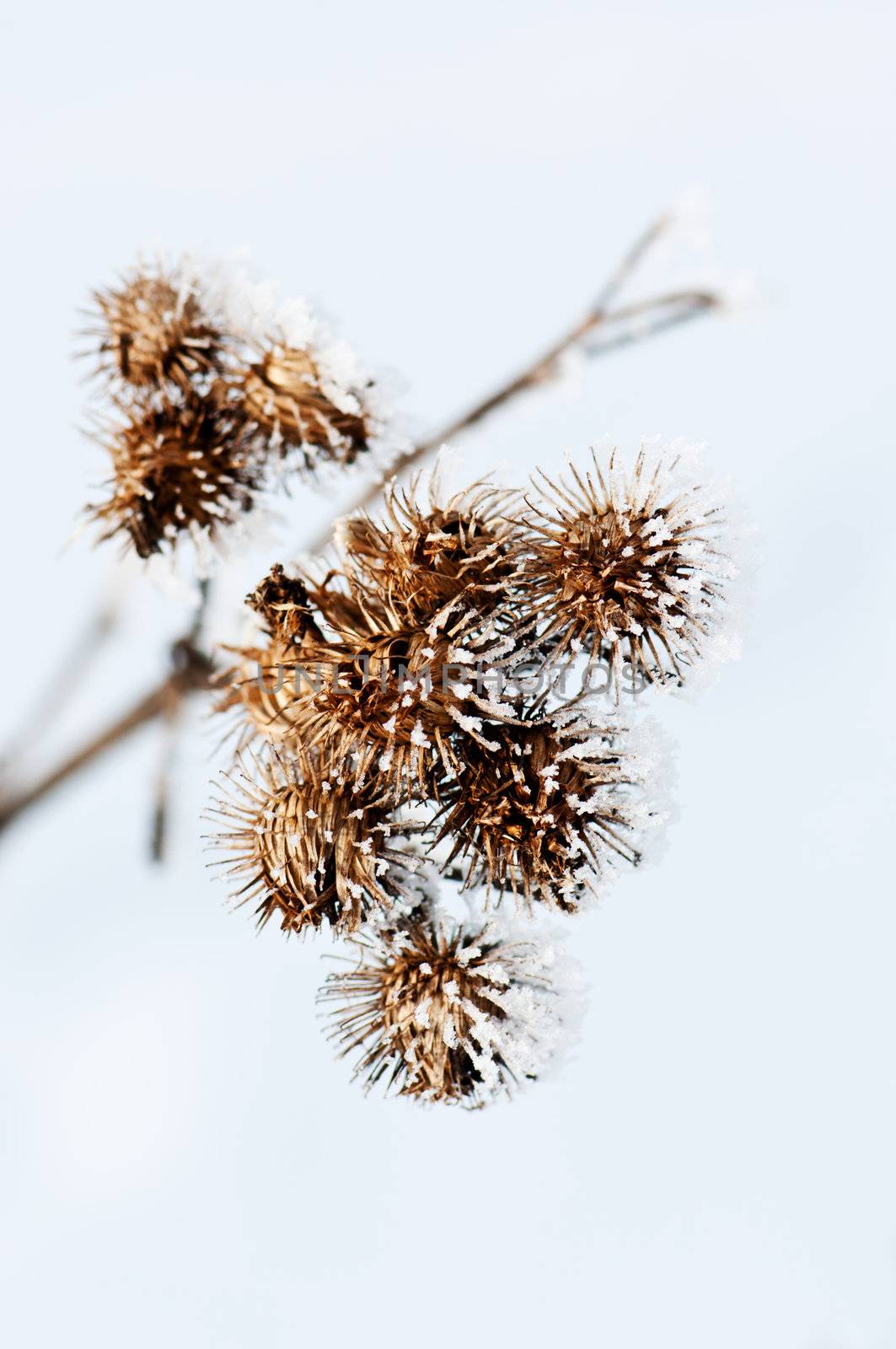Dried flowers are covered with frost close up