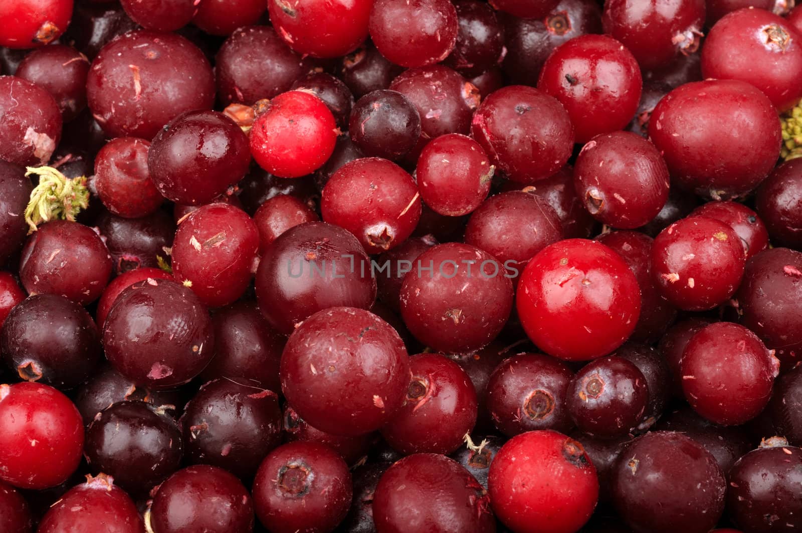 background of red ripe raw frozen cranberries