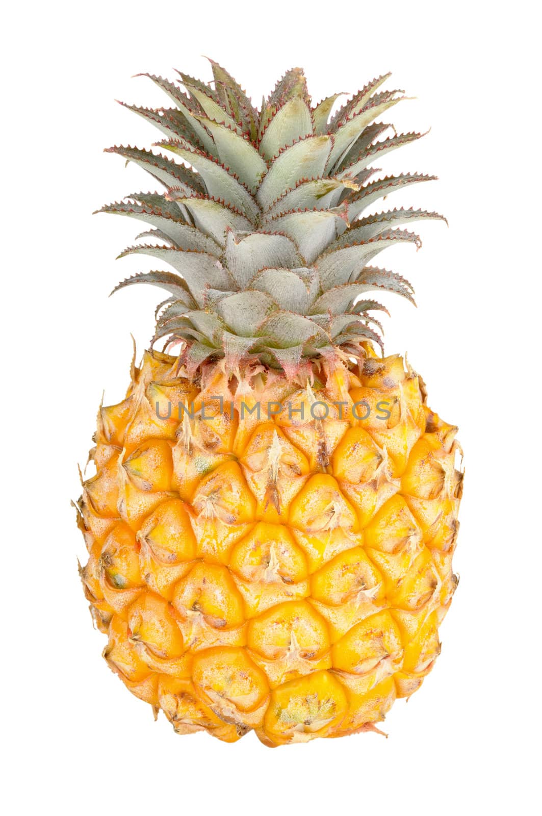 one fresh pineapple isolated on white background