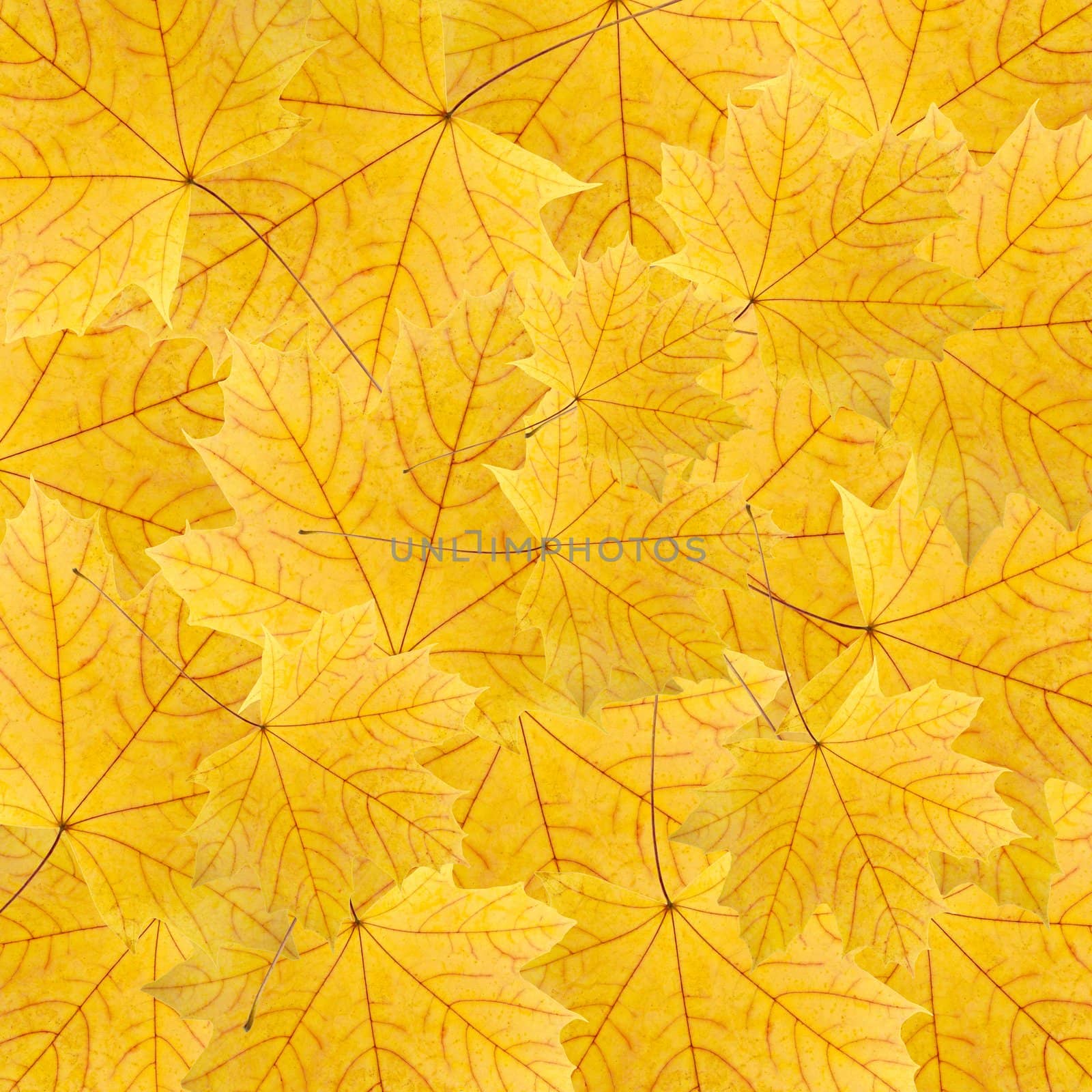 background of dry bright yellow maple leaves