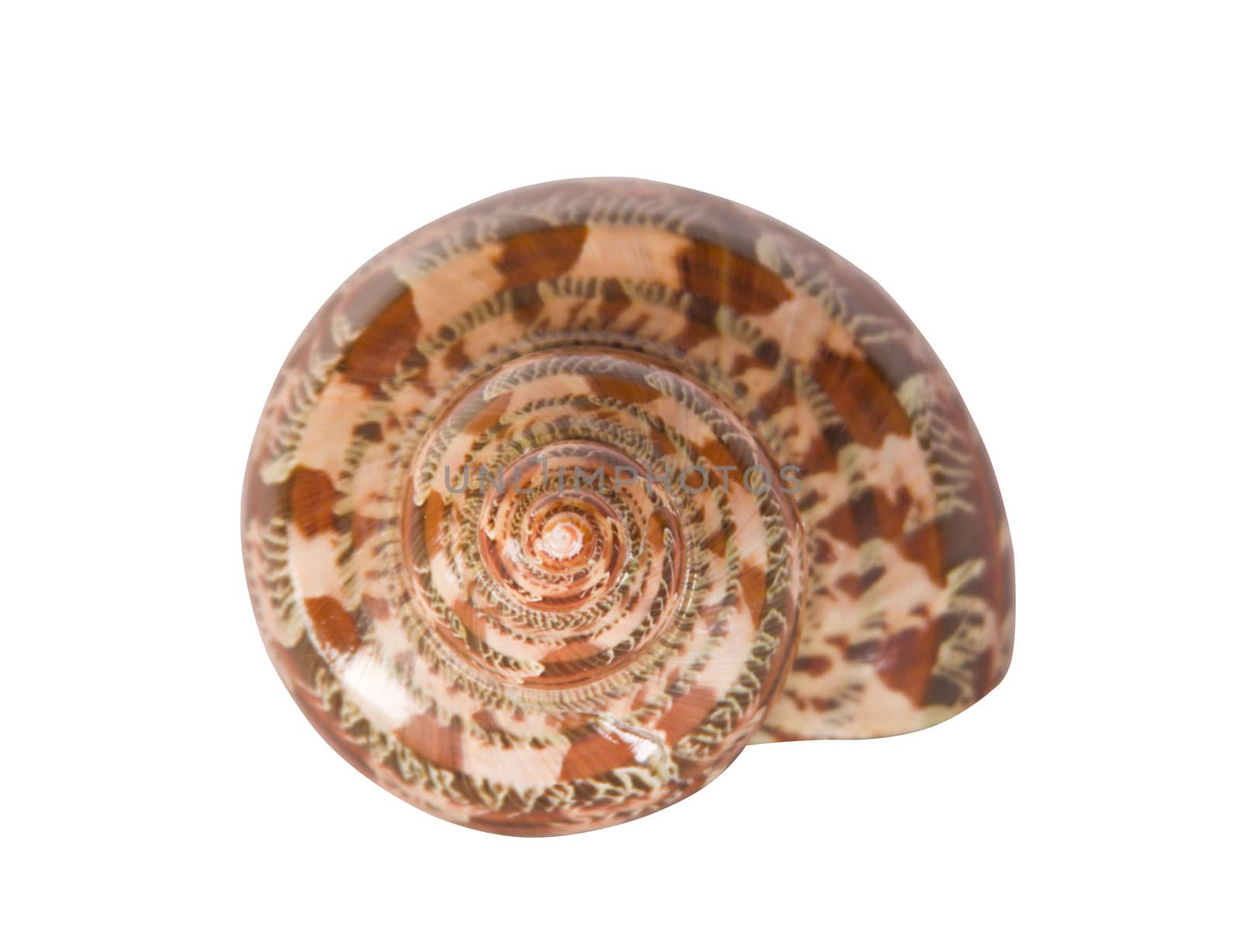 The cockle-shell is photographed close-up on the white