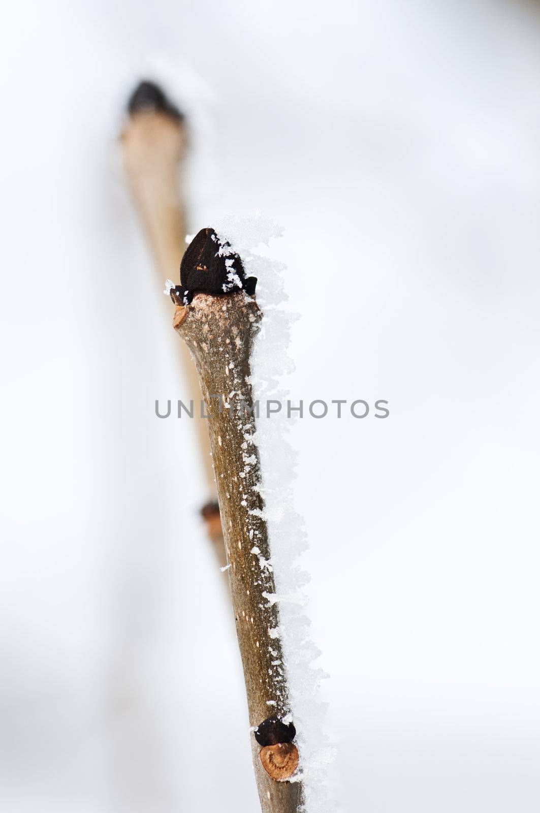 Dried twig covered with frost by Nanisimova