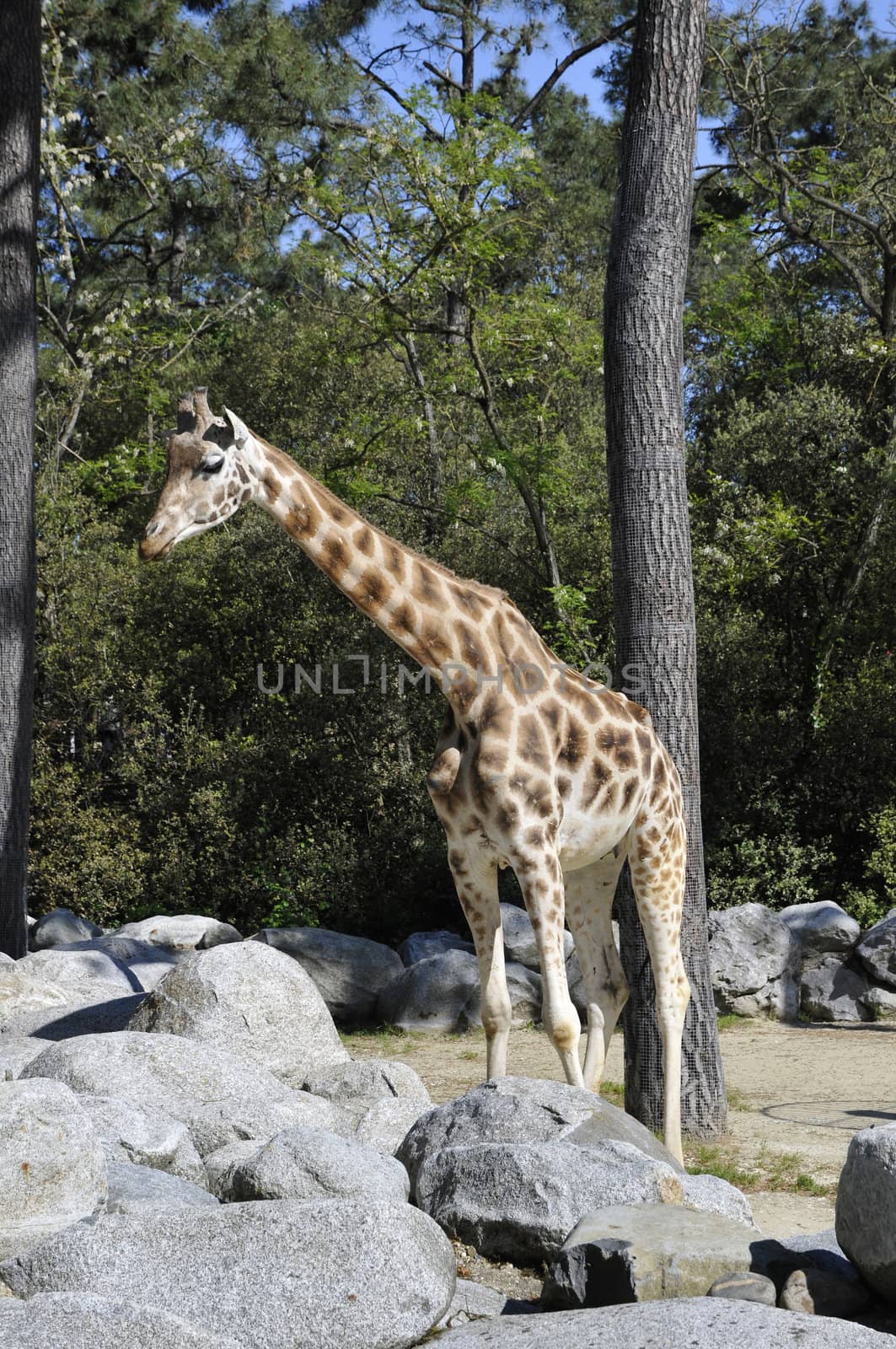 Giraffe in a Zoo Enclosure with rocks by shkyo30