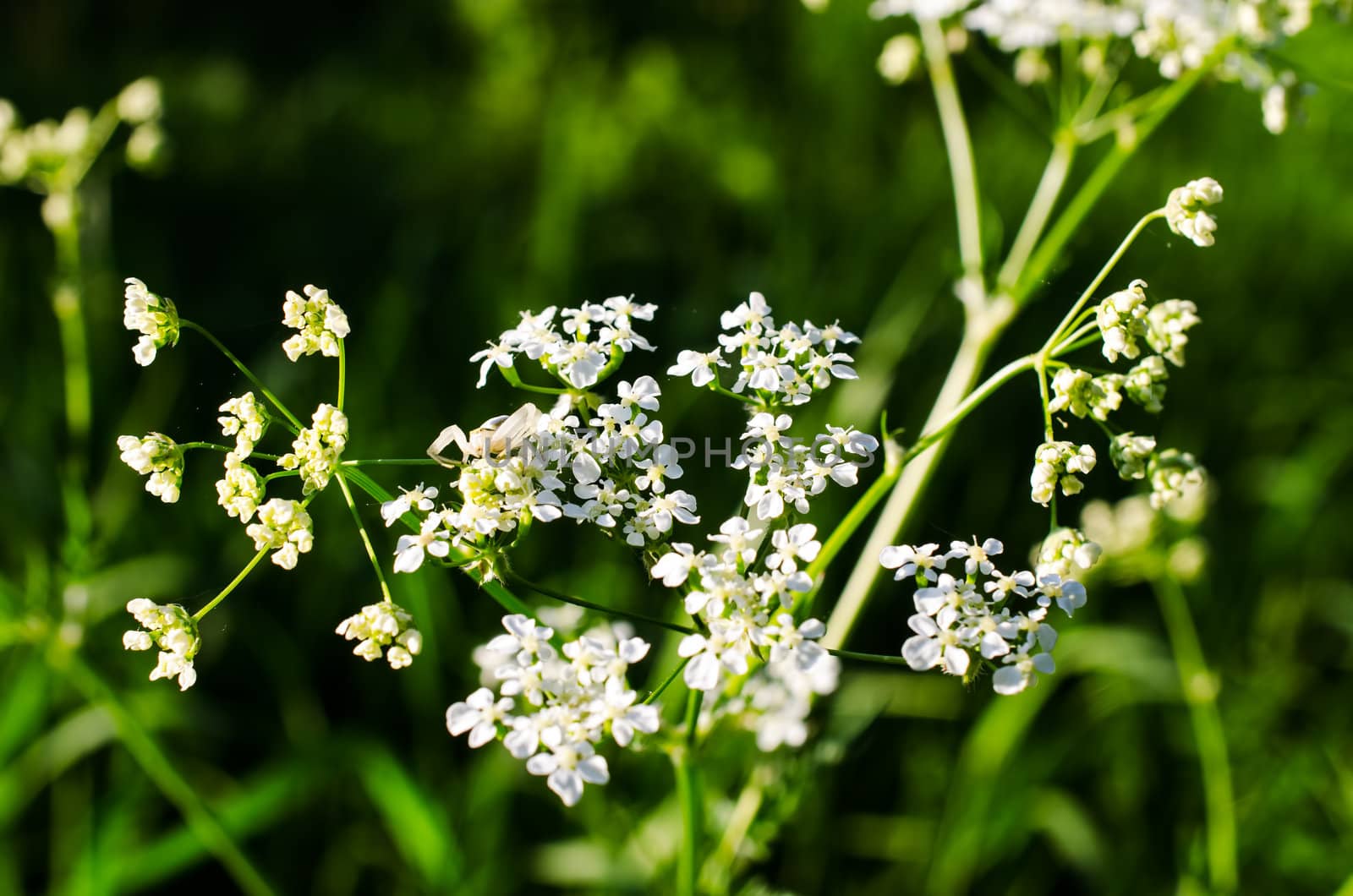 Small beautiful white flowers on meadow by Nanisimova