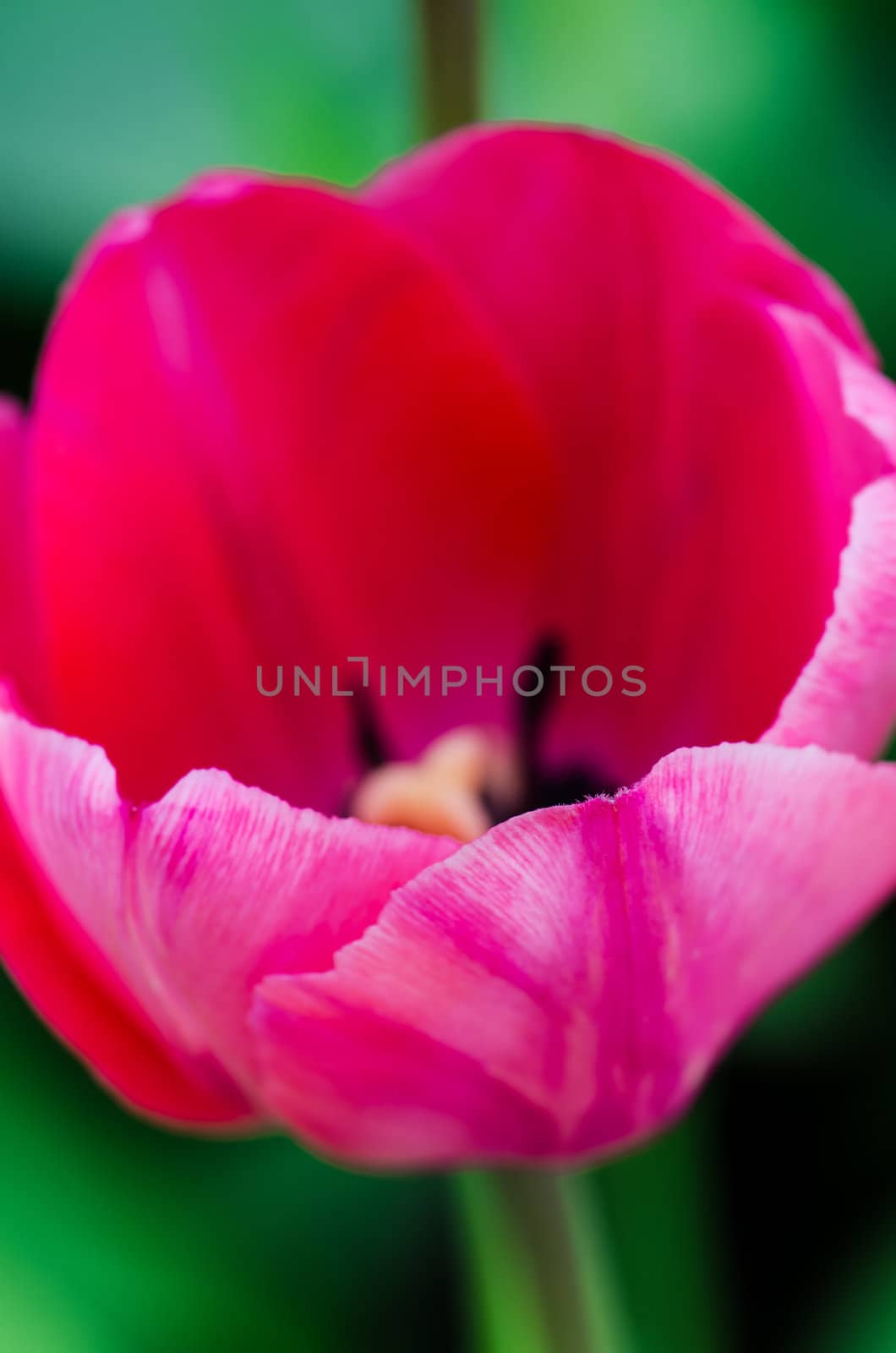 Bright tulip on green background close up