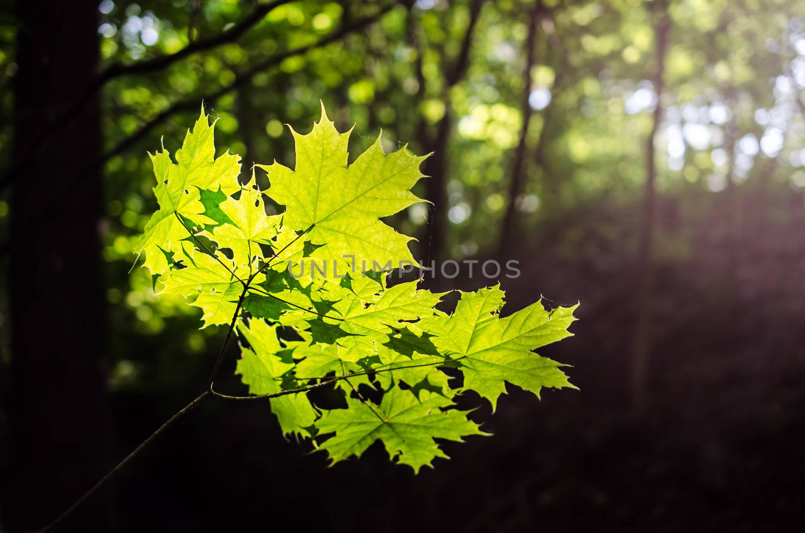 Maple leaves in spring forest