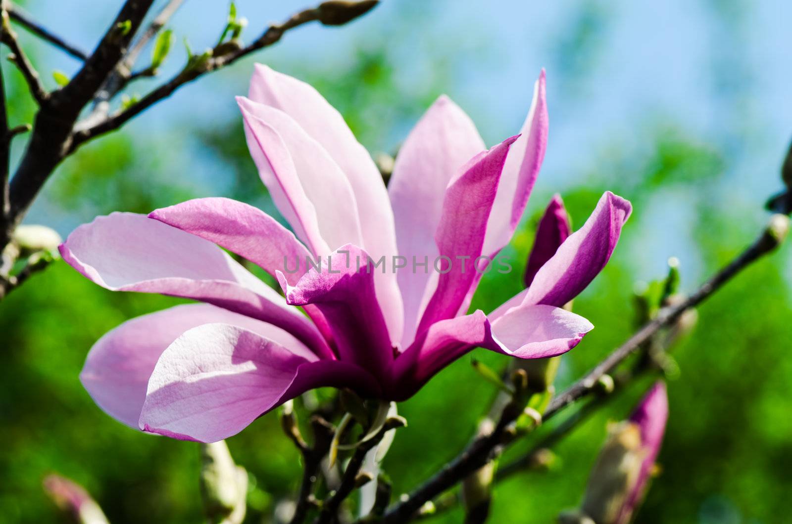 Blossom magnolia in the spring garden close up