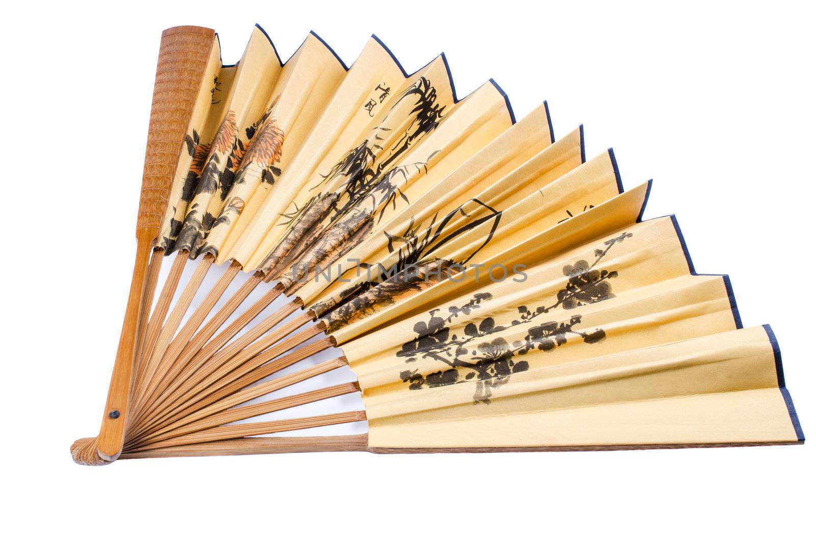 Chinese folding fan isolated close up