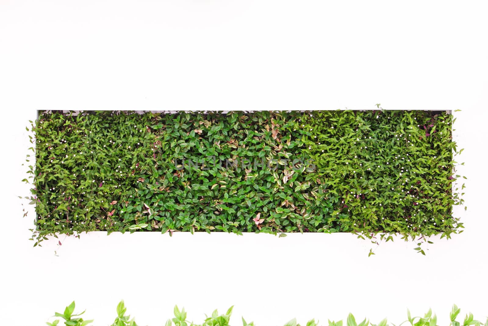 Green square made of plants on white wall