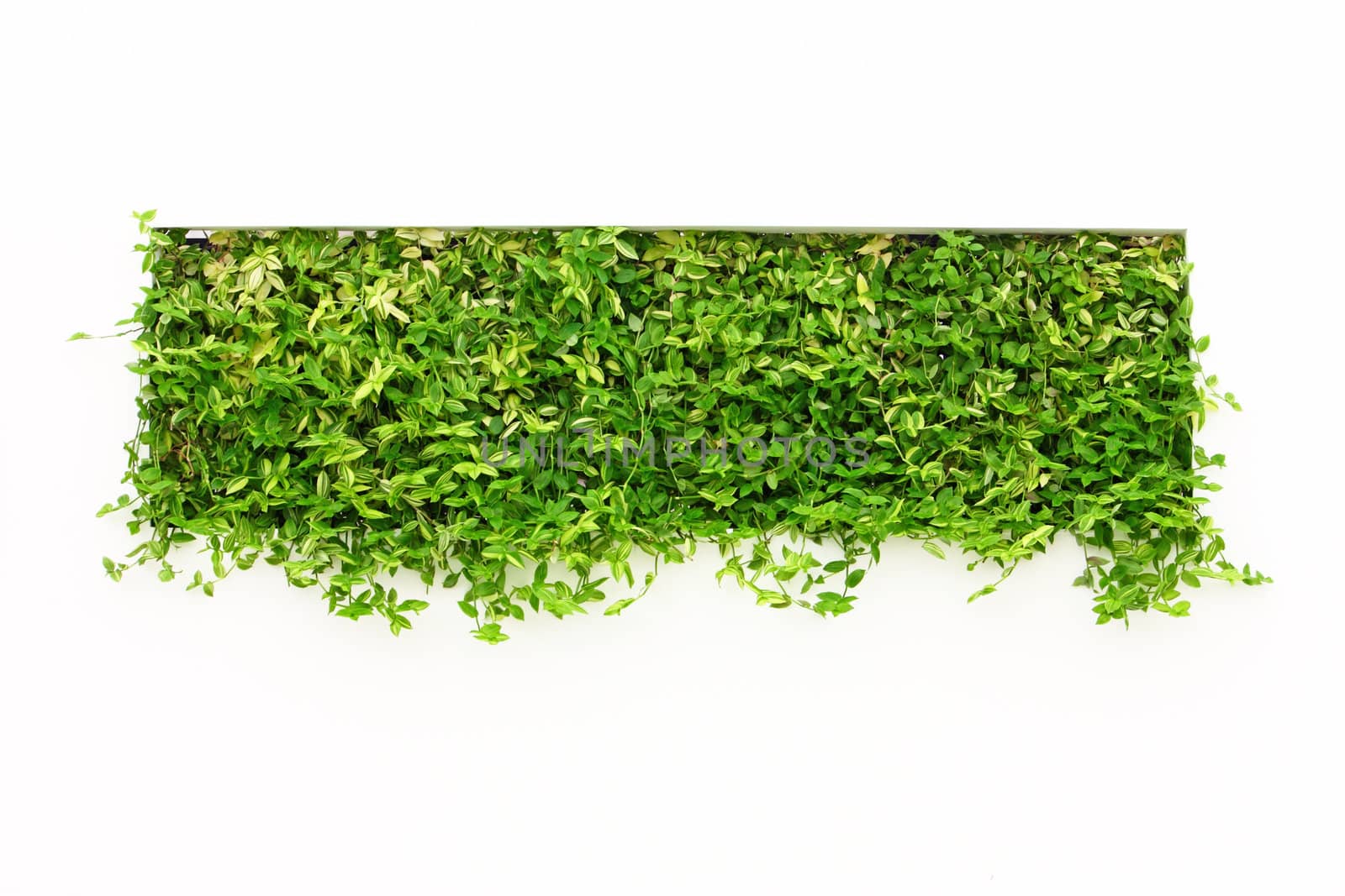 Green square made of plants on white wall