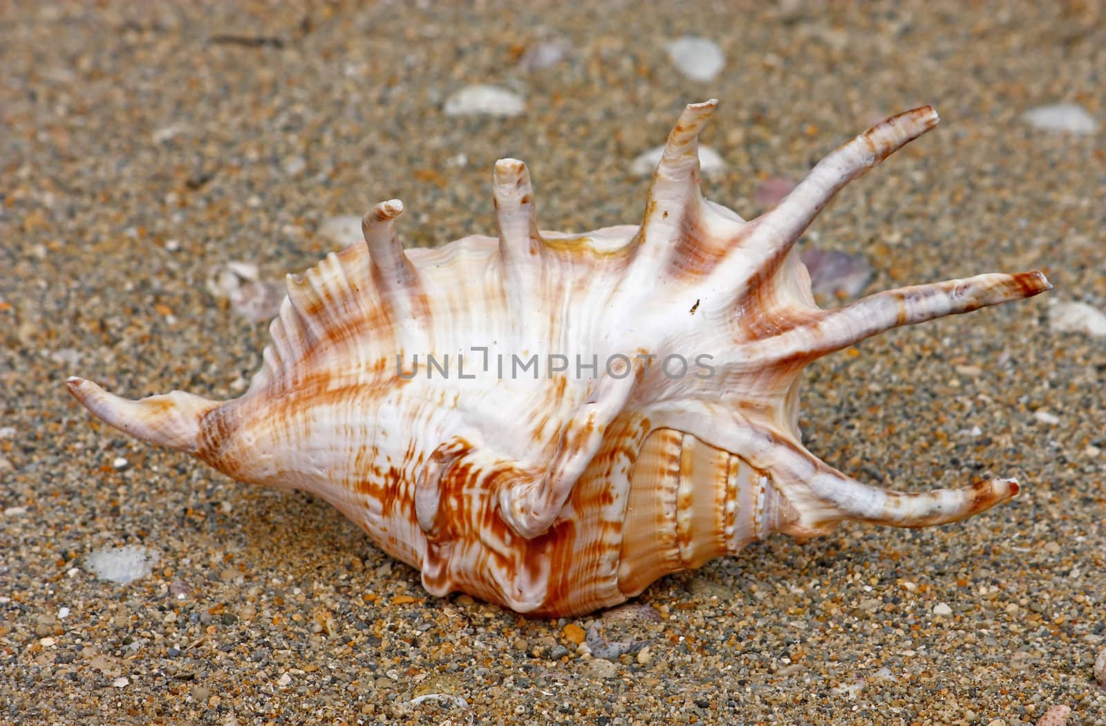 Seashell on the sand surface