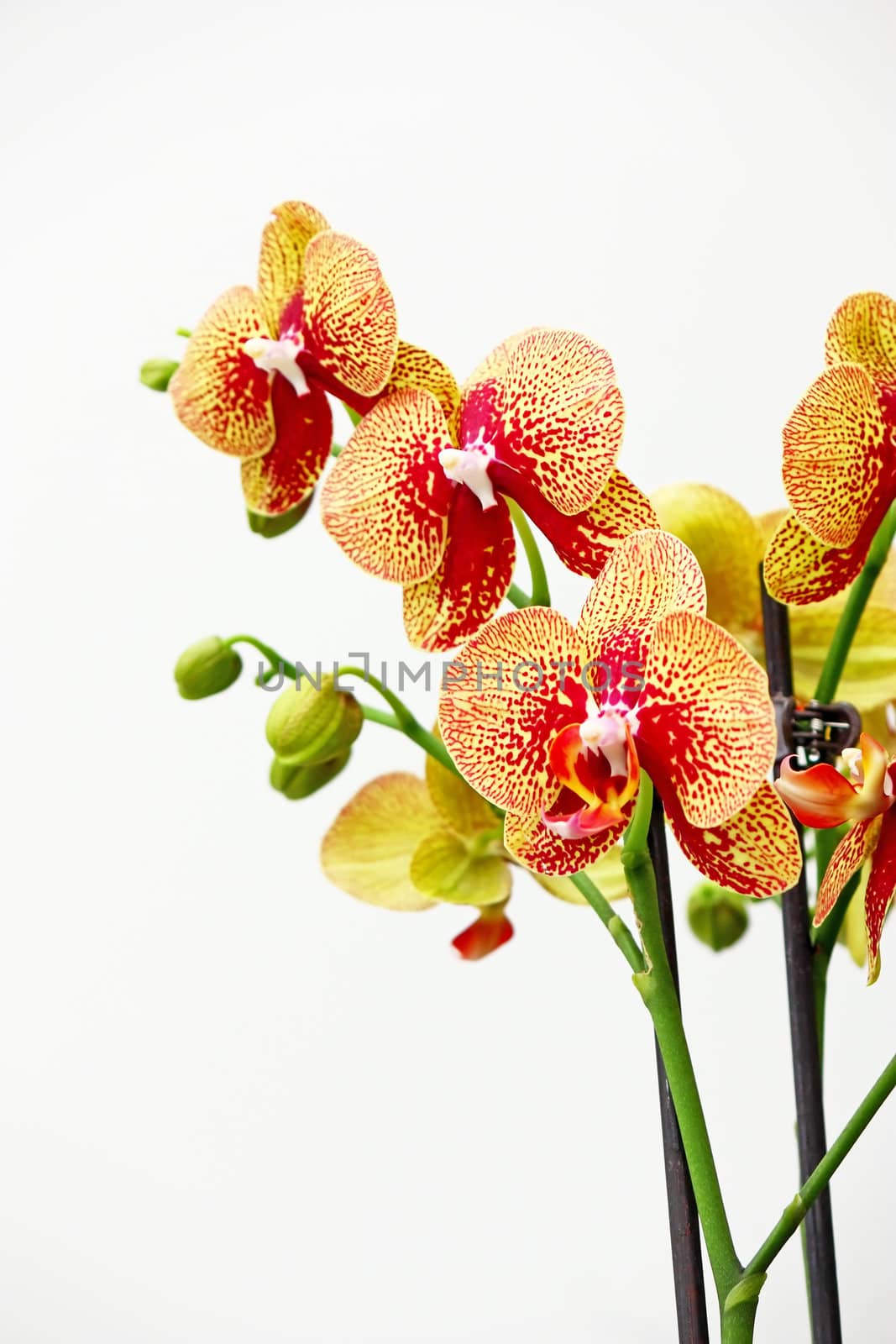 Branch of red orchid flowers on white