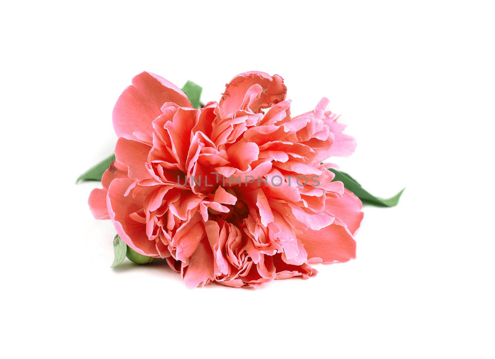 One Pink Peony with leafs on white background
