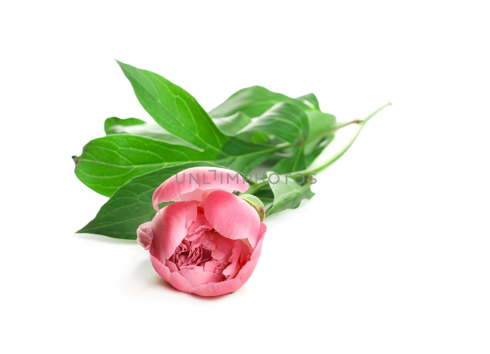 One Pink Peony with leafs on white background