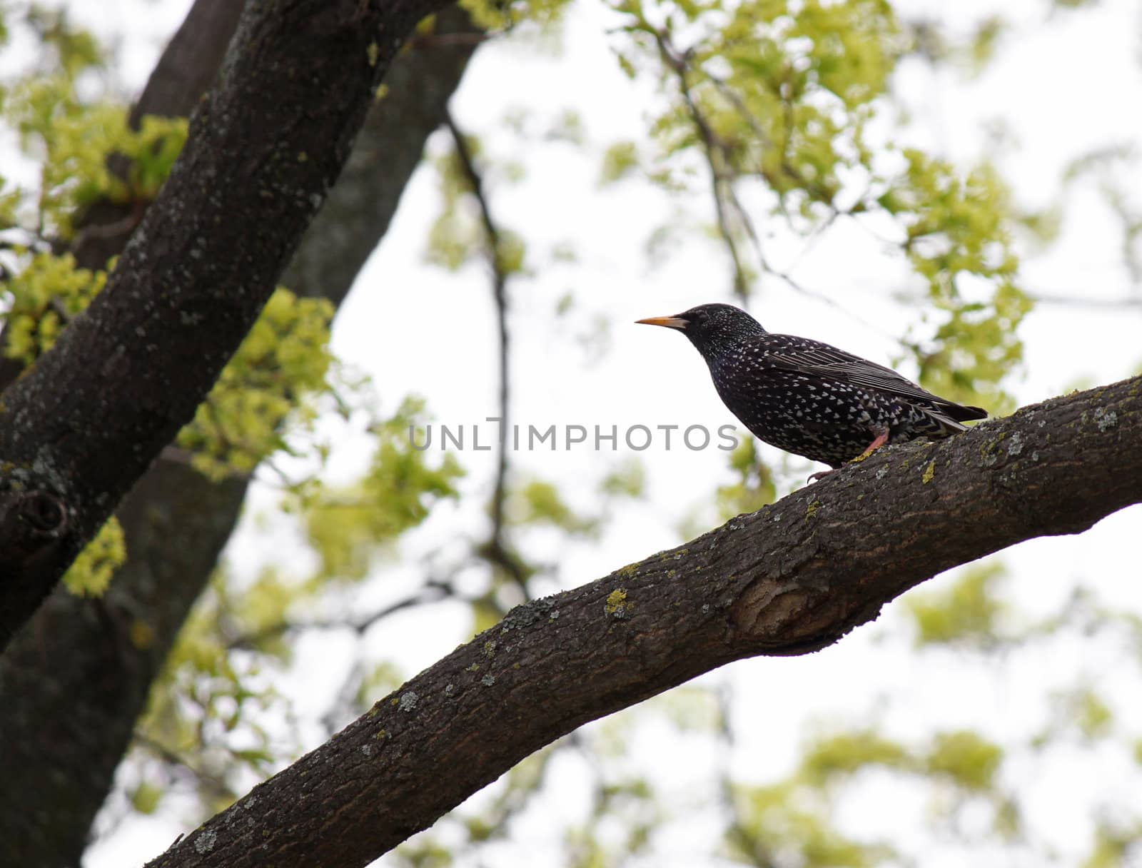 starling sitting on tree by romantiche