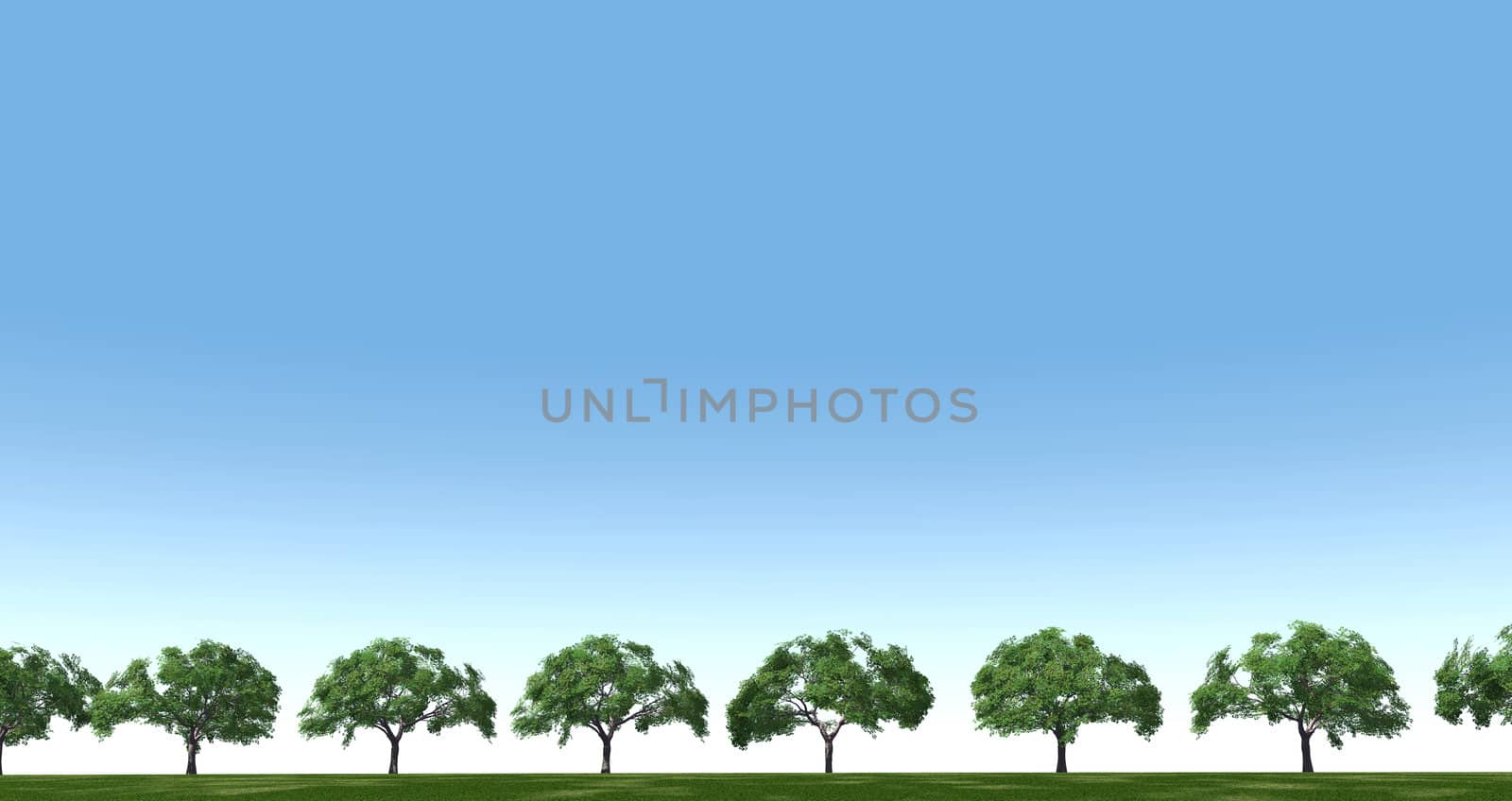 trees in the field on a background clear sky in a summer season