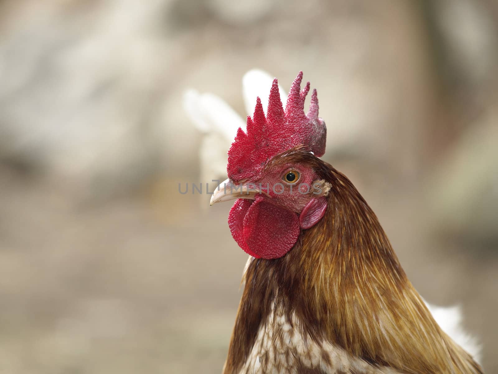 close-up head-shot of a young brown rooster