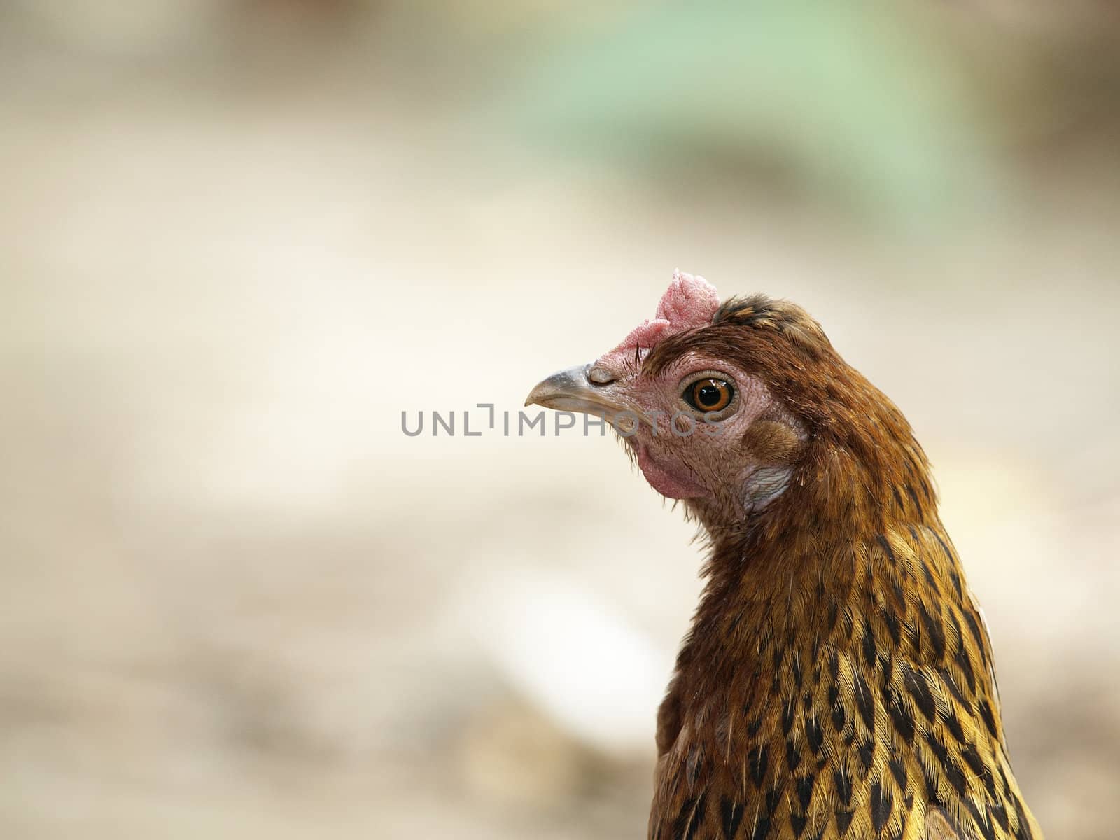 close-up head-shot of a young brown hen