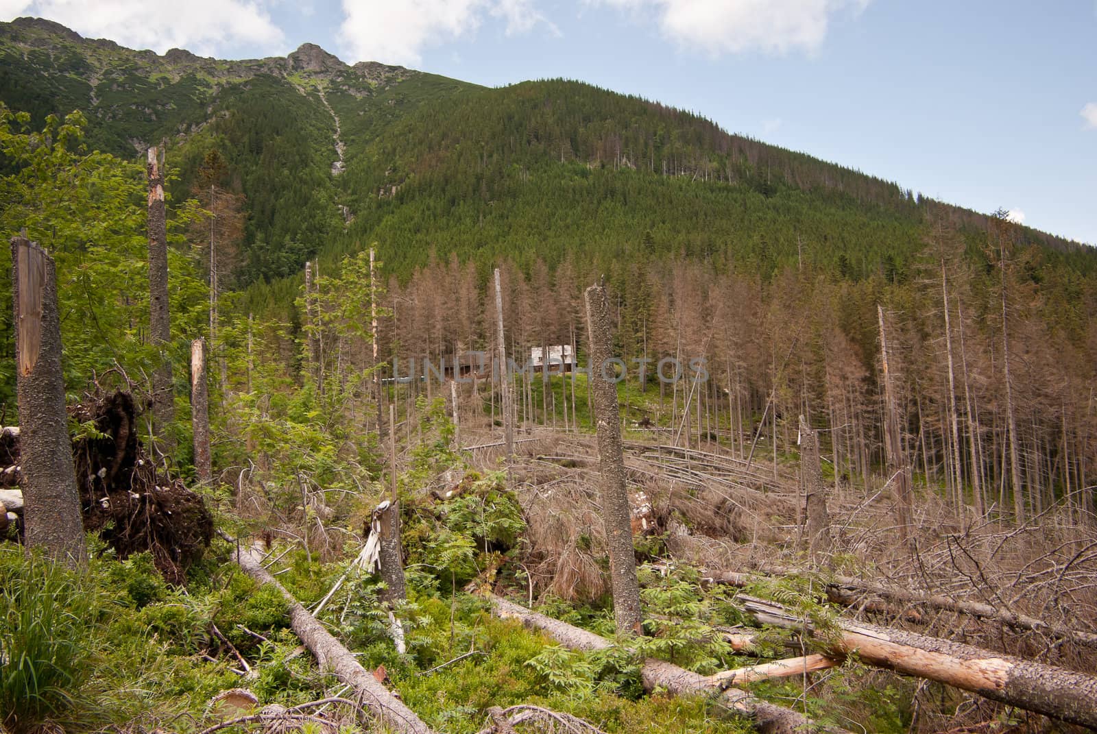 mountain landscape with felled trees in southern Poland
