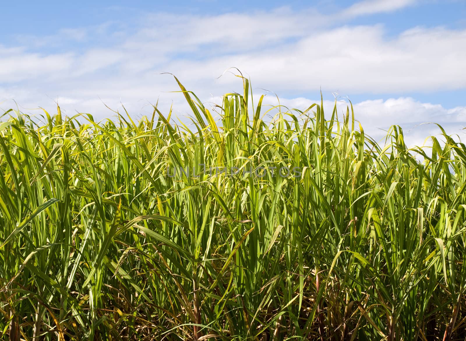 Sugar cane plantation closeup used in biofuel ethanol by sherj