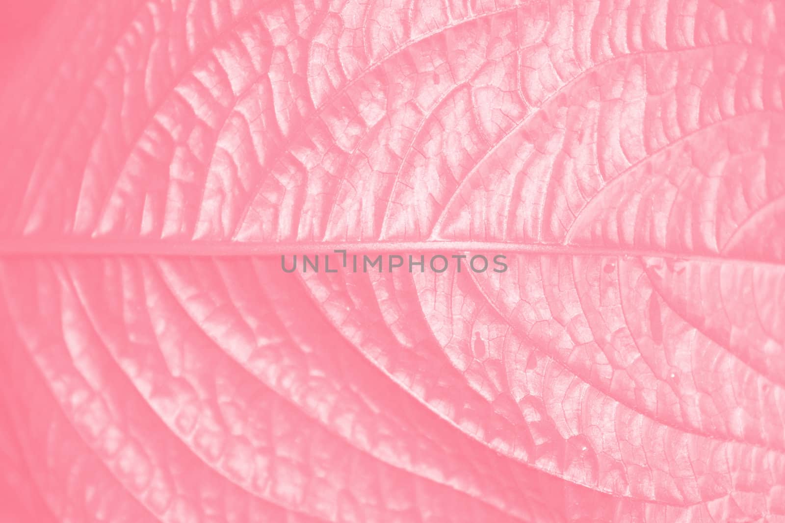 A detailed textured background of a pink leaf.