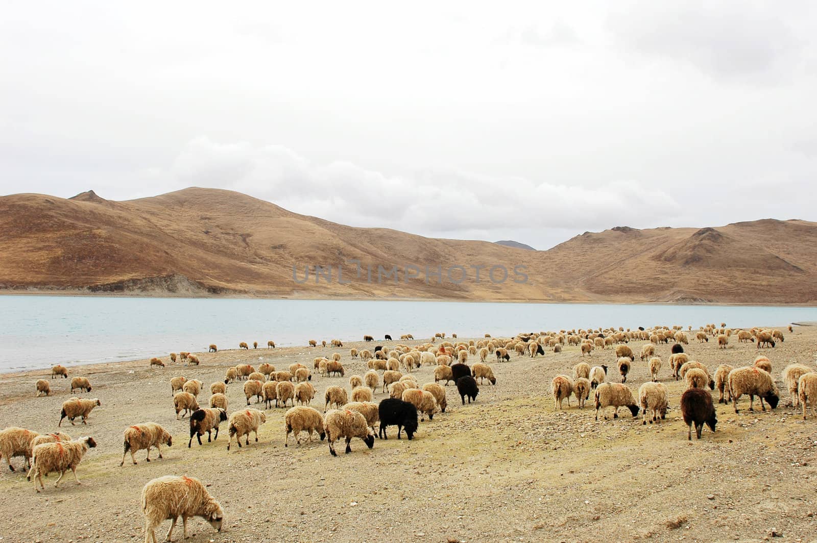 Landscape of sheep and meadow at riverside in Tibet