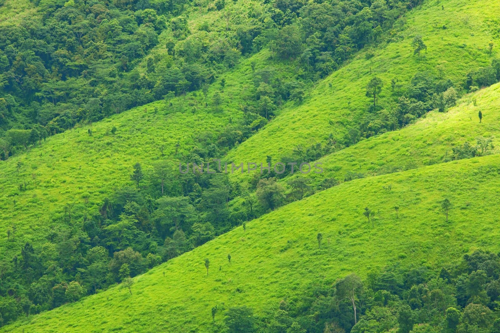 Mountain by green grass
